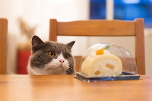 テーブルの上のケーキを見る猫の顔