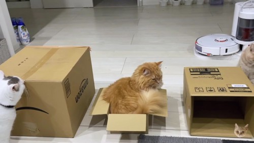 小さい箱に収まる長毛猫