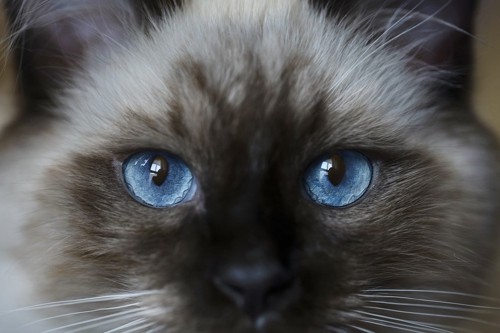 ブルーの目