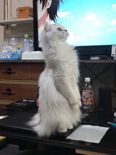 観察する猫