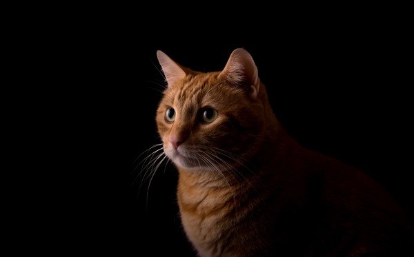 暗いところにいる茶色い猫のアップ