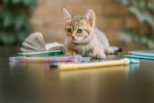 文房具と猫