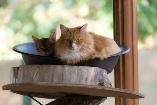 ひんやり鍋の上の長毛猫2匹