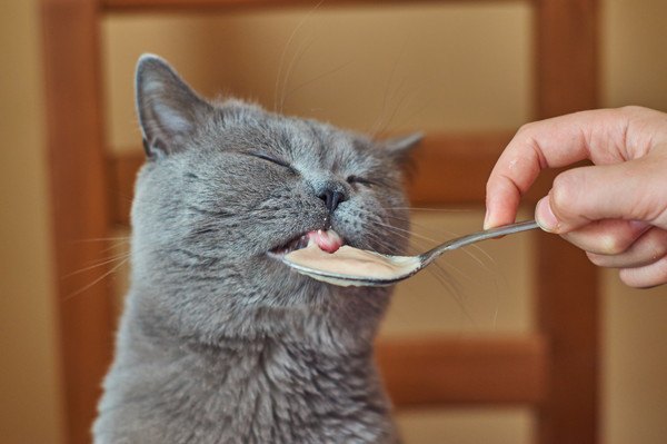 スプーンで食べさせてもらうグレーの猫