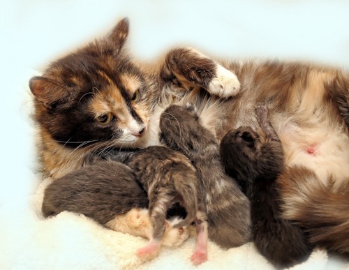 子猫に母乳を与える母猫