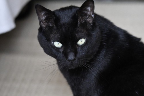 黒猫の顔