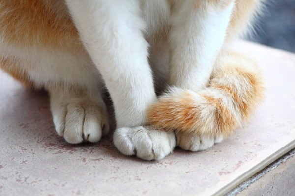 猫の手足