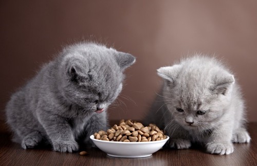 フードを食べる二匹の子猫