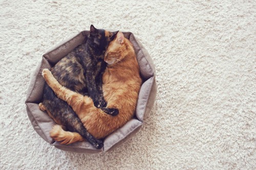 猫ベッドで寝る2匹の猫