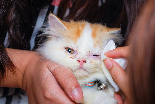 病気の眼を拭われる子猫