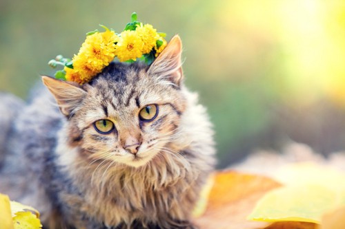 花冠をのせる猫