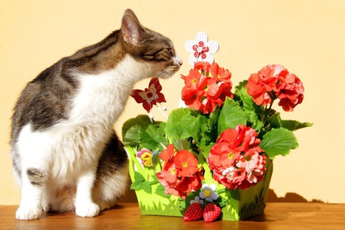 花の匂いを嗅ぐ猫