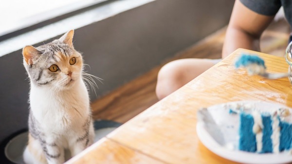 テーブルの食べ物を見る猫