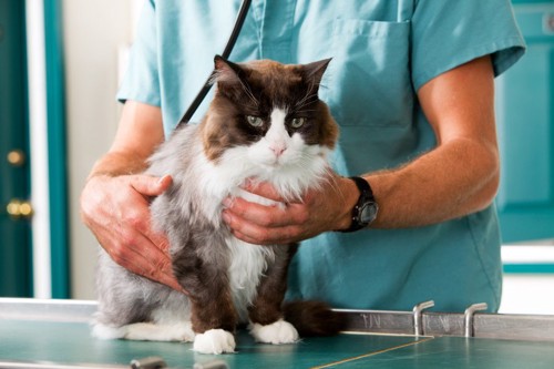 グリーンの服の獣医師と診察台の猫