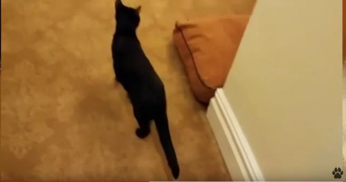 家の中を歩く猫