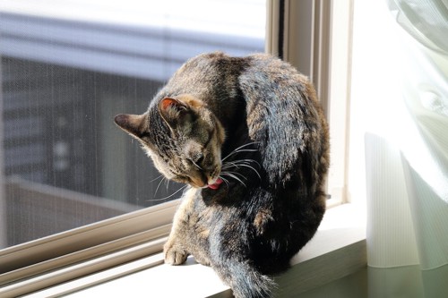 窓辺で自分の身体を舐めている猫