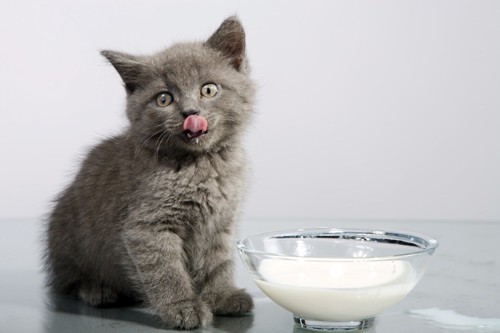 お皿のミルクを飲む子猫