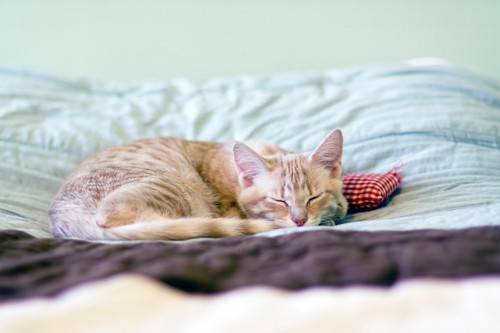 誰もいない枕で眠る猫
