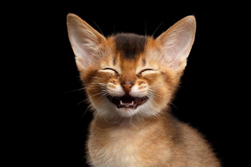 笑う猫