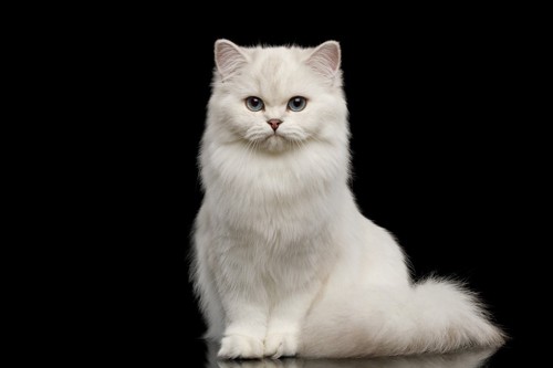 おすわりする白猫