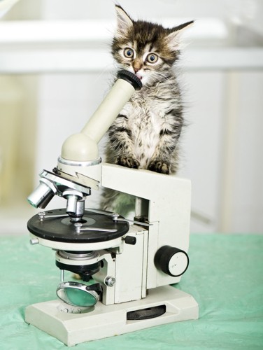 顕微鏡と猫