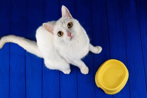 皿の前に座る猫
