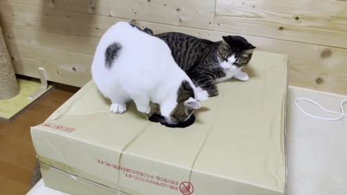 箱をのぞき込む猫を眺めるキジシロ