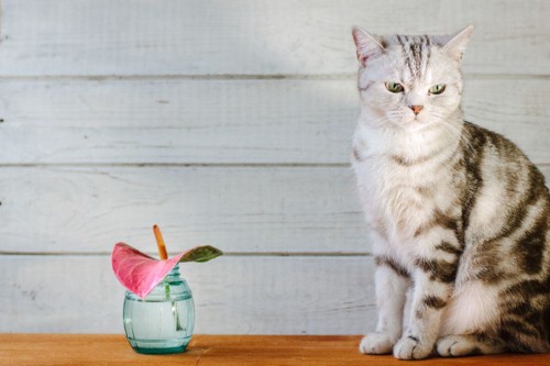 花瓶と猫