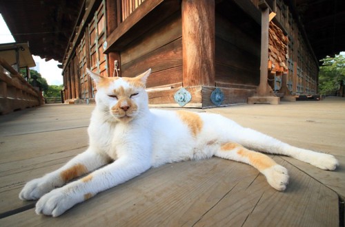 お寺の境内にいる猫