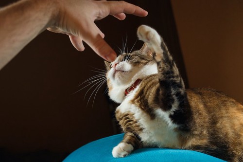 迫りくる人の手を引っ掻こうとする猫