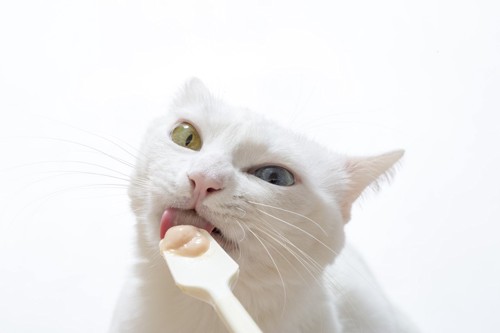 ペーストを舐める白い猫