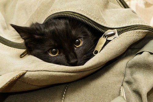 バッグに入る猫