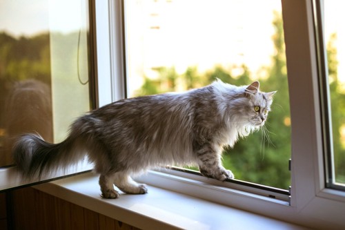 窓から身を乗り出して外を見つめる猫