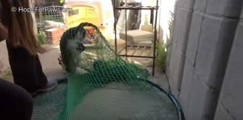 網の中で跳ねる猫