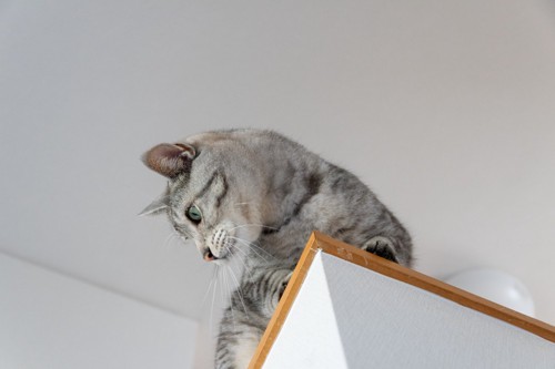 高所に上る猫