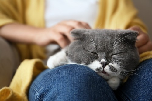 膝の上で眠るグレー白猫