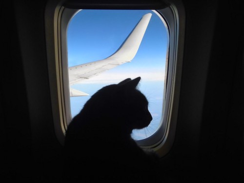 飛行機の窓と猫のシルエット