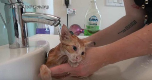 風呂の子猫