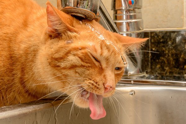 水を飲むのに失敗した茶色のキジ猫