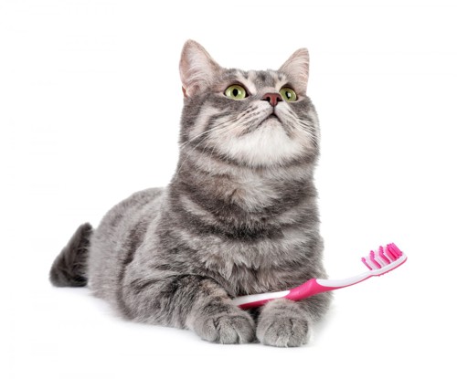歯ブラシを持つ猫