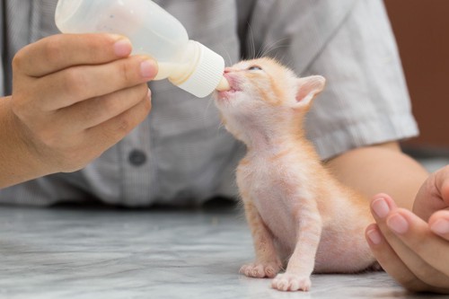 顔をあげてミルクを飲む茶色の赤ちゃん猫