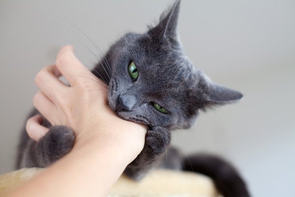 手を噛むグレーの猫