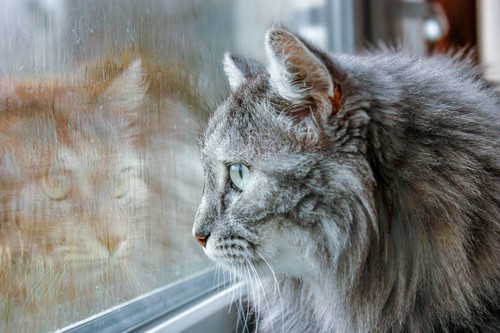雨が降っている窓の外を見つめる猫