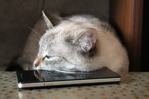 スマートフォンを枕にする猫