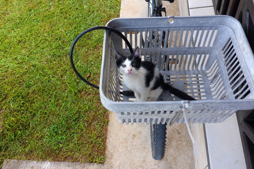 自転車の前かごに入った子猫