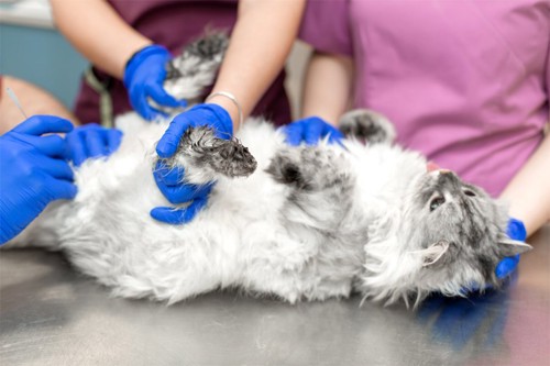 病院で横たわる猫