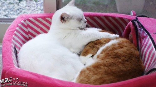猫ベッドで寝る白猫と茶色の猫