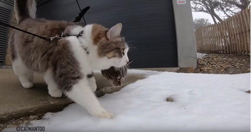 雪の匂いを嗅ぐ2匹の猫