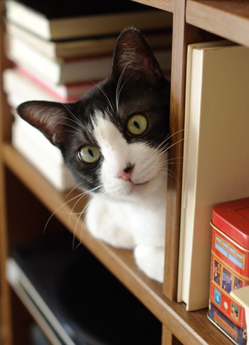 棚に隠れている猫