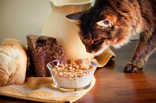 パンや大麦を見つめる猫
